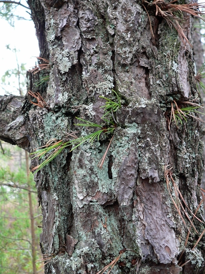 {Pinus rigida}